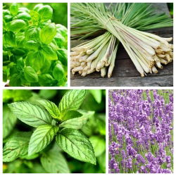 Cây chống ruồi - hạt của 4 loài thực vật - 