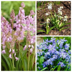 Squill - sada 3 barev - 150 ks - 