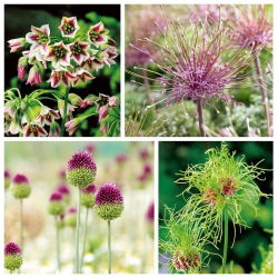 Ornamental vitlök med extraordinära blomställningar - 100 st - 