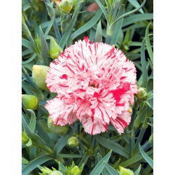 Craveiro - Szabo - mix - 250 sementes - Dianthus caryophyllus Chabaud