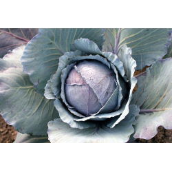 Fejes káposzta - Mars - Piros - Brassica oleracea convar. capitata var. Rubra - magok