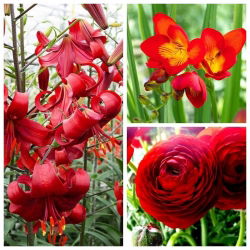 Arreglo rojo - Selección de 3 especies de plantas - 54 uds. - 