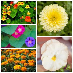 Lätt odlade blommande växter - frön av 5 växtarter - 