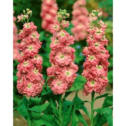 Cổ phiếu Hoary "Warsaw Dana" - màu đỏ gạch; hoa gilly - Matthiola incana annua - hạt