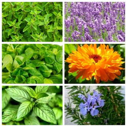 Bộ thực vật chống sâu bệnh - kiến - hạt của 6 loài thực vật - 