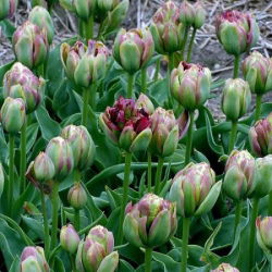 Tulip Boa Vista - 5 buc. - Tulipa Boa Vista