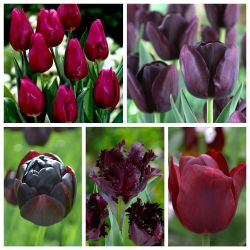 Selection of tulips with dark coloured blooms – 50 pcs