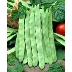 'Marconi a Grano Bianco' sào đậu Pháp -    Phaseolus vulgaris - Marconi a Grano Bianco - hạt