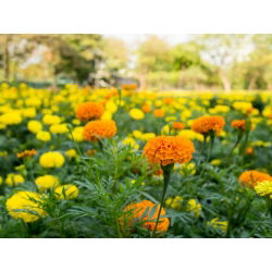 Marigold Meksiko berbunga besar "Mona" - campuran varietas; Aztec marigold - 