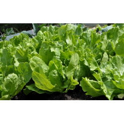 Endive "Full Heart Blonde" -  Cichorium endyvia Bionda a Cuore Pieno  - sjemenke