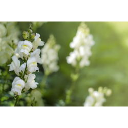 Prydløvemunn Snowflake  - hvit - Antirrhinum majus - frø