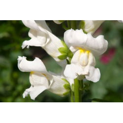 Prydløvemunn Snowflake  - hvit - Antirrhinum majus - frø