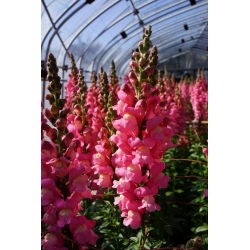 Gura leului înaltă - roz - Antirrhinum majus maximum - Nuanță roz vibrant, pentru expoziții remarcabile - Semințe proaspete