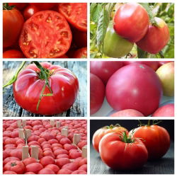 Raspberry tomato - set 1 - set of seeds of 6 varieties
