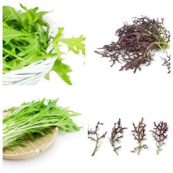 Mizuna - set benih 2 jenis tumbuhan sayur-sayuran - 