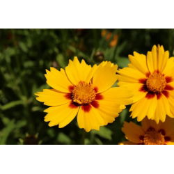 Coreopsis tinctoria nana - zaden