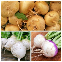 Nabo - conjunto de semillas de 3 variedades vegetales. - 