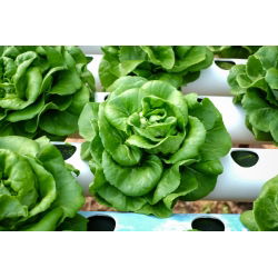 Jääsalat - Królowa Majowych - seemnelint - Lactuca sativa L.  - seemned