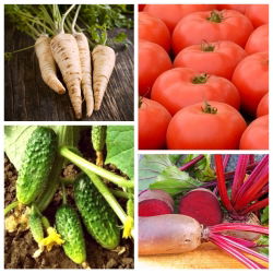Sayur-sayuran yang menyahtoksik badan - set biji-bijian 4 spesies tumbuhan sayur-sayuran -  - benih