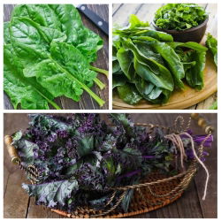 Sorrel (kandang), kale, bayam - set biji 3 spesis tumbuhan sayur-sayuran -  - benih