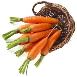 Морква "Каротела" - ранній сорт - 4250 насінин - Daucus carota ssp. sativus  - насіння