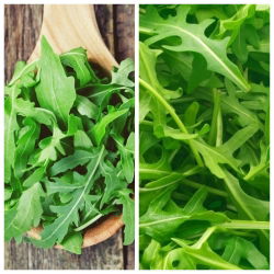 Raketti (arugula) - kahden vihannesten kasvilajikkeen siementen joukko -  - siemenet