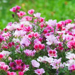 Sementes de cetim Godetia mix - Godetia grandiflora - 1500 sementes