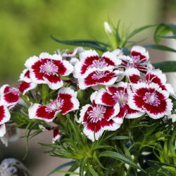 Sweet William Holborn Glory sementes - Dianthus barbatus - 450 sementes
