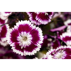 Sweet William Holborn Glory sementes - Dianthus barbatus - 450 sementes