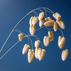 Greater Quaking Grass seeds - Briza maxima - 500 semien - semená