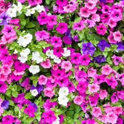 Petunia de Los Balcones - Variada - Petunia x hybrida pendula - Cascadas exuberantes, impresionante belleza colgante - Semillas frescas