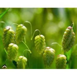 Greater Quaking Grass seeds - Briza maxima - 500 semien - semená