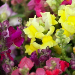 Trailing Snapdragon frø - Antirrhinum majus pendula - 100 frø