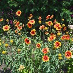Semená obyčajnej - Gaillardia aristata - 300 semien