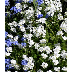 Valge Unustage-Me-Ei, seemned - Myosotis alpestris - 460 seemet