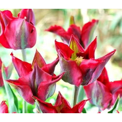 Tulipa Omnyacc - Tulip Omnyacc - 5 bulbi