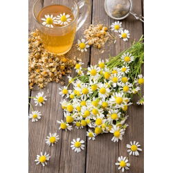 BIO Papatya sertifikalı organik tohumlar; İtalyan papatyası, Alman papatyası, Macar papatyası, yabani papatya, kokulu mayweed -  Matricaria chamomilla