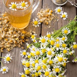 BIO Papatya sertifikalı organik tohumlar; İtalyan papatyası, Alman papatyası, Macar papatyası, yabani papatya, kokulu mayweed -  Matricaria chamomilla