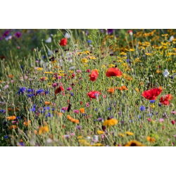 Blomstereng - blanding af over 40 vilde blomsterarter - 100 g - Rig mangfoldighed, levende havemix - Friske frø