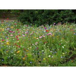 Blomstereng - blanding af over 40 vilde blomsterarter - 100 g - Rig mangfoldighed, levende havemix - Friske frø