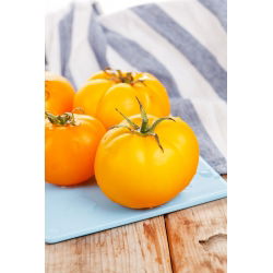 Tomato - Yellowstone - Bright Yellow, Delicious & Large - Fresh Seeds