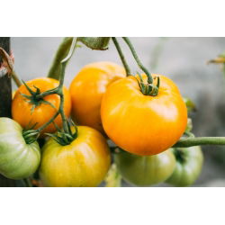 Tomato - Yellowstone - Bright Yellow, Delicious & Large - Fresh Seeds