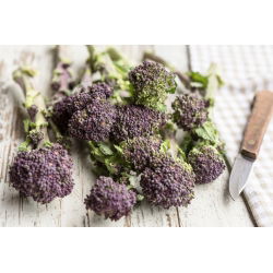 Broccoli 'Early Purple Sprouting'