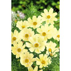 Kosmos taman hijau; Aster Mexico -  Cosmos bipinnatus - benih