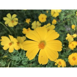 Kosmos taman hijau; Aster Mexico -  Cosmos bipinnatus - benih