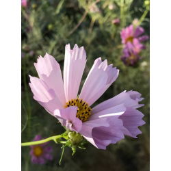 Cosmos bipinnatus - Shea Shell - mix - sementes