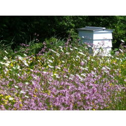 Melliferous Plants - Perennial plant selection for wet sites - 100 g