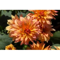 Dahlia Autumn Fairy