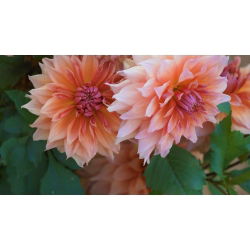 Dahlia Autumn Fairy