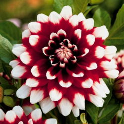 Dahlia Duet